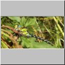 Aeshna cyanea - Blaugruene Mosaikjungfer m19.jpg